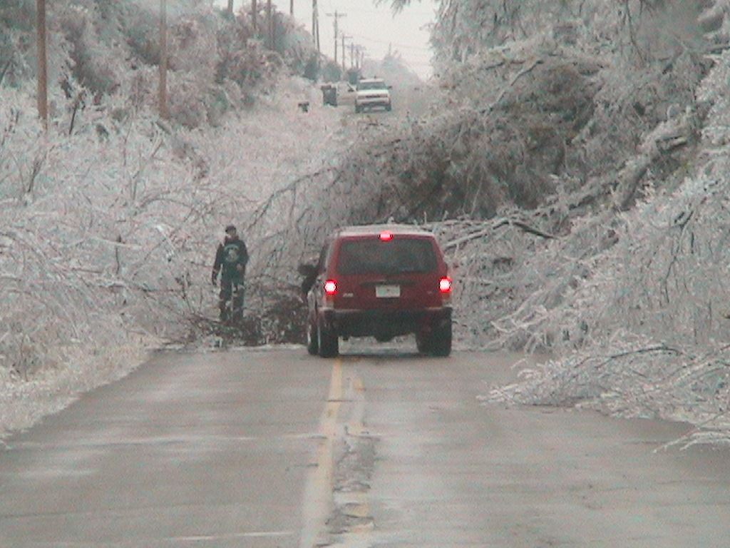 Fallen Trees covered in Ice